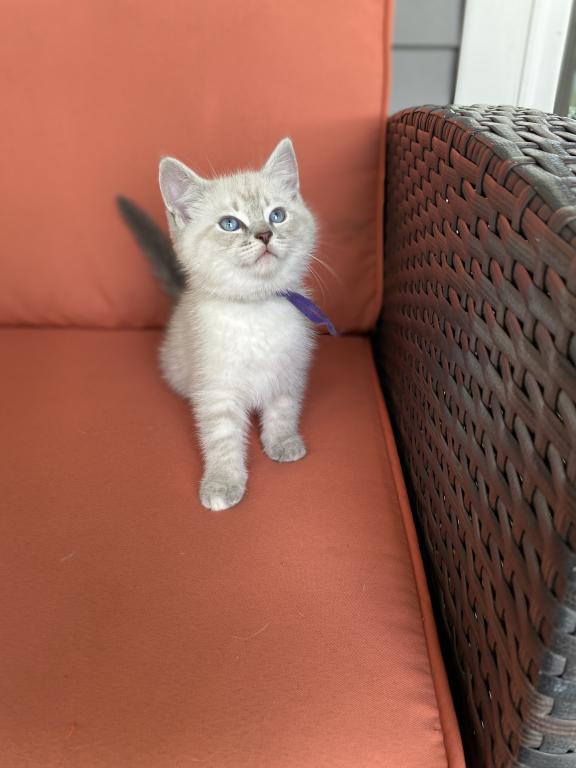 Orion ADOPTED photo 4
