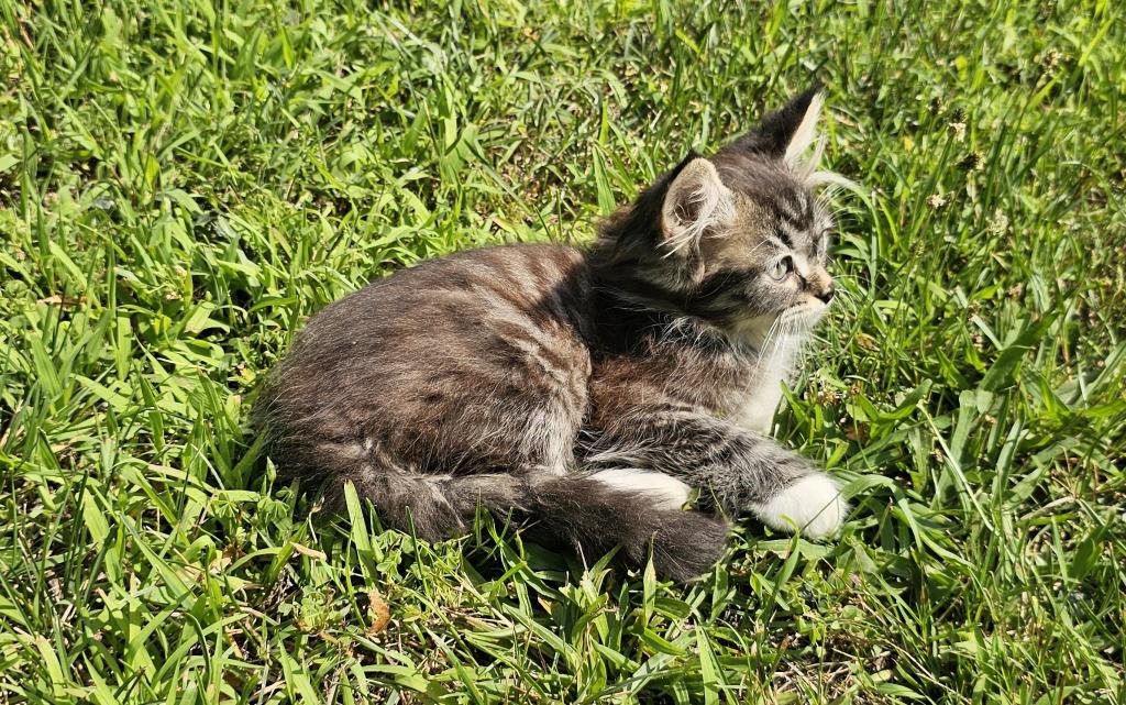 Siberian Kitten Male photo 4