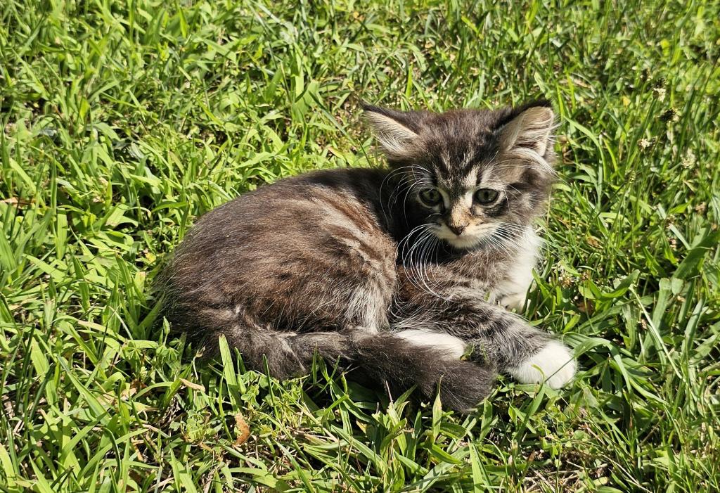 Siberian Kitten Male photo 5