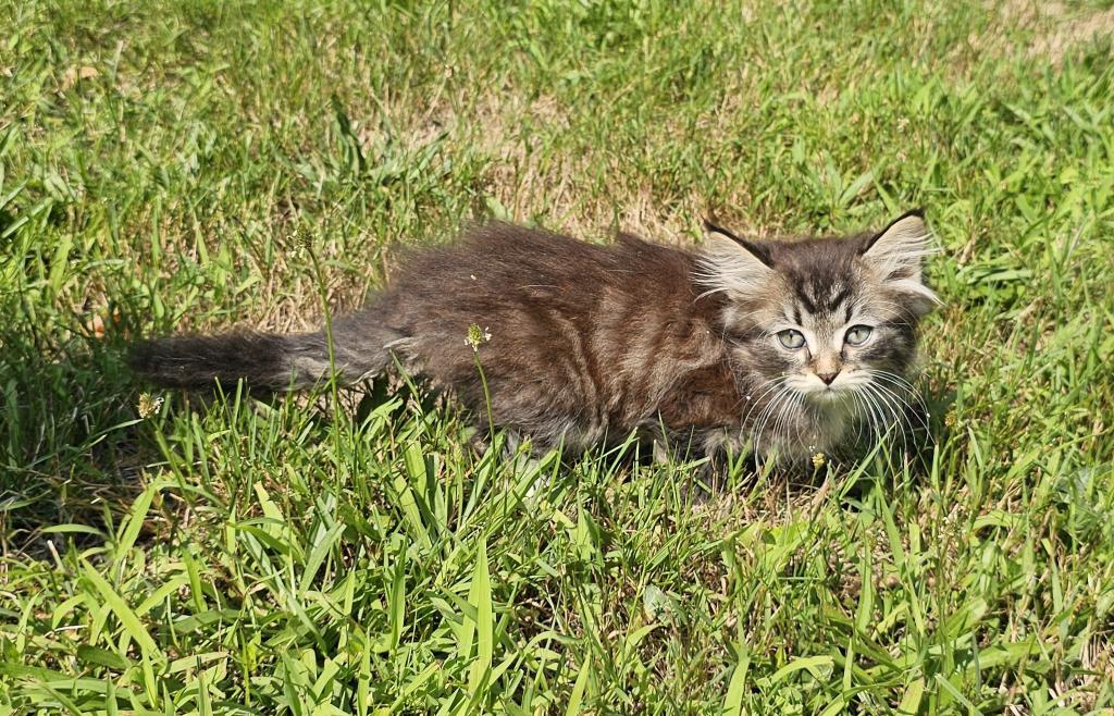 Siberian Kitten Male photo 8