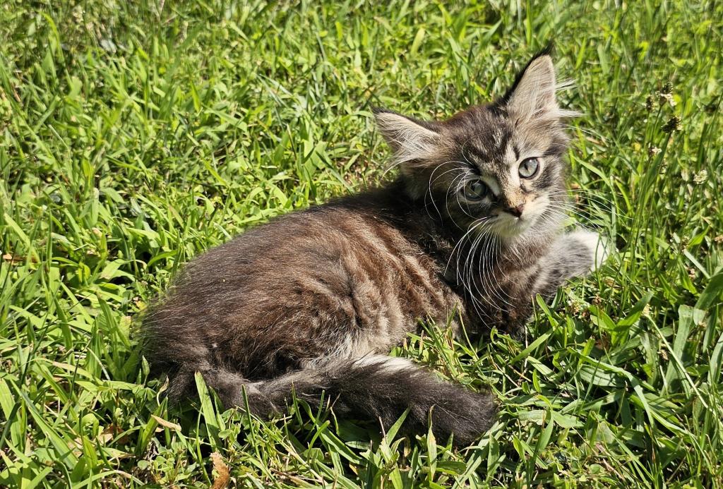 Siberian Kitten Male photo 1