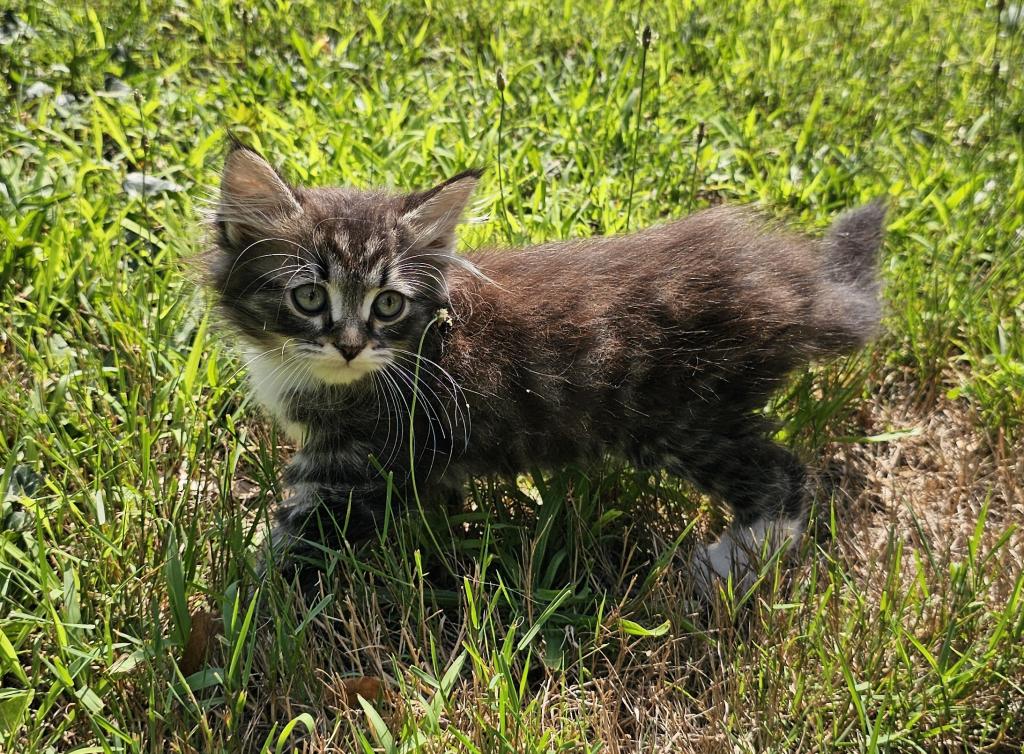Siberian Kitten Male photo 7