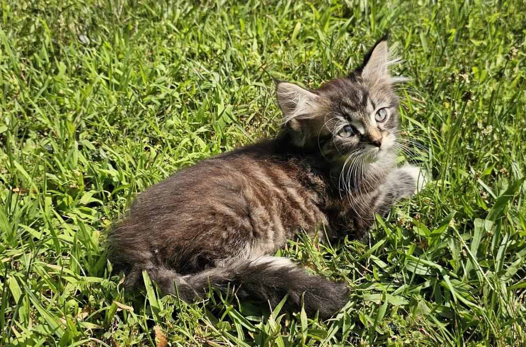 Siberian Kitten Male photo 3
