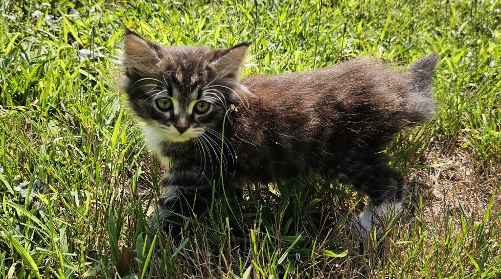 Siberian Kitten Male photo 6