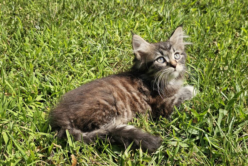 Siberian Kitten Male photo 2
