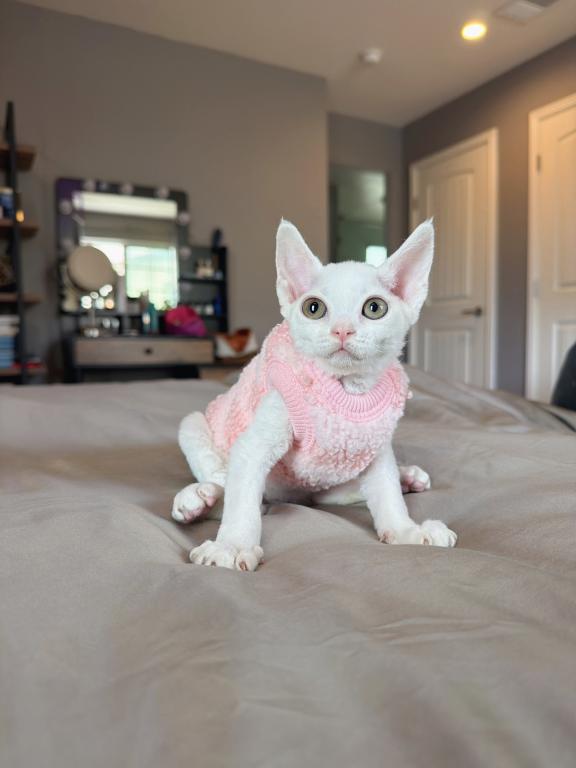 Mochi photo 2