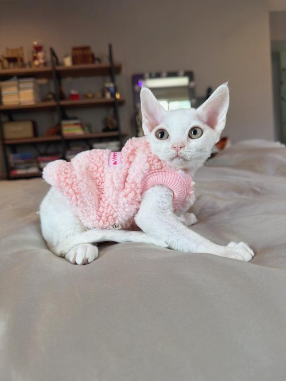 Mochi photo 4