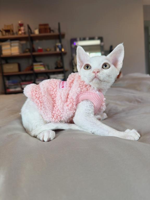 Mochi photo 1