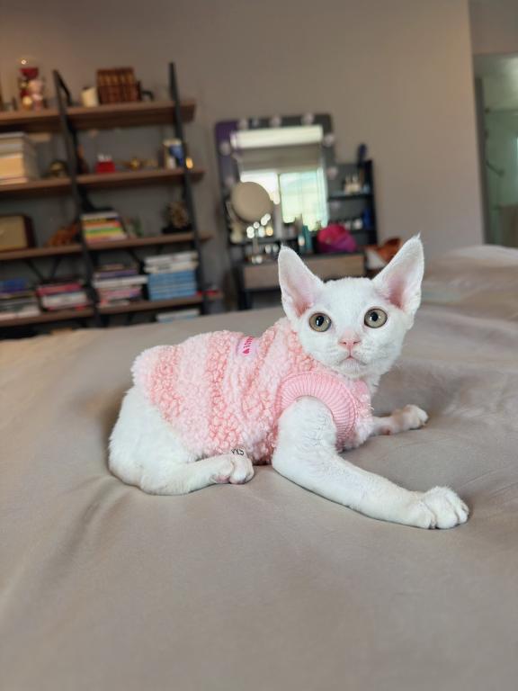 Mochi photo 3