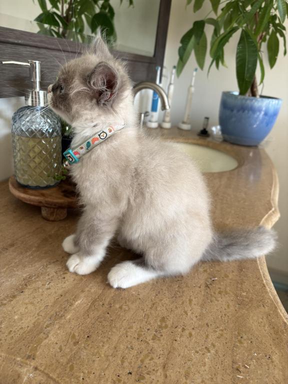 Mitted Blue Point Mink Boy photo 18