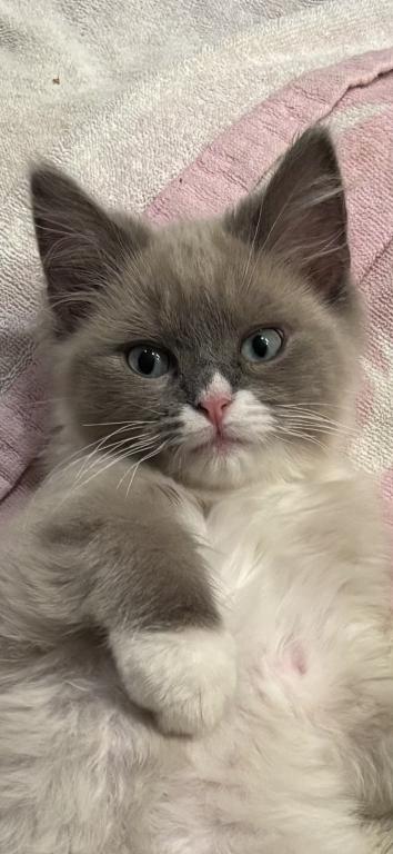 Mitted Blue Point Mink Boy photo 9