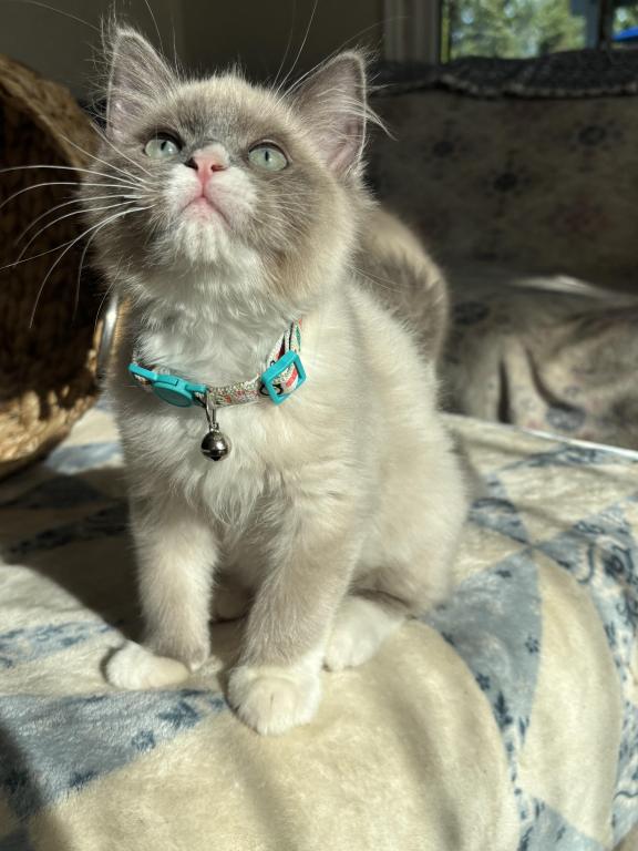 Mitted Blue Point Mink Boy photo 2