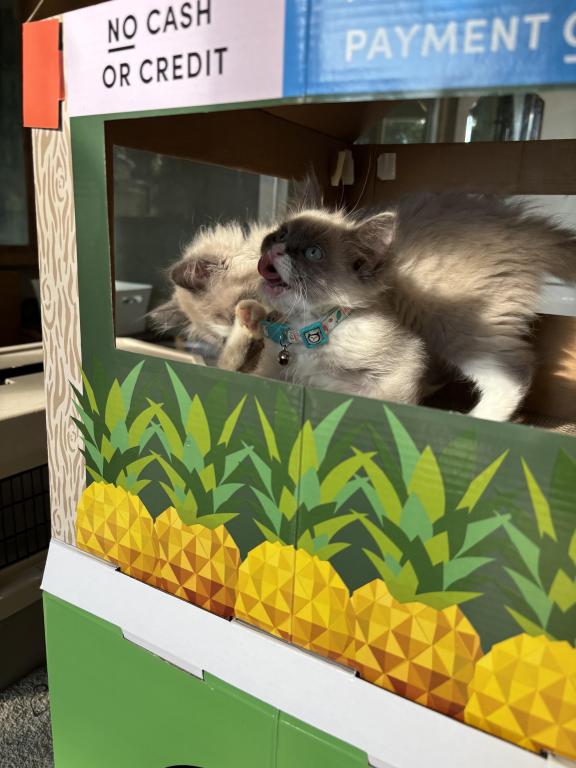 Mitted Blue Point Mink Boy photo 23