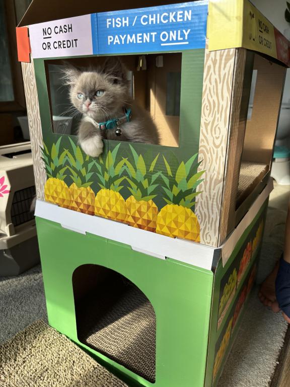 Mitted Blue Point Mink Boy photo 24