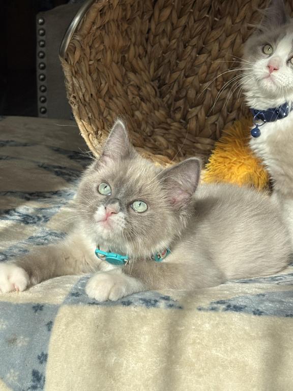 Mitted Blue Point Mink Boy photo 5