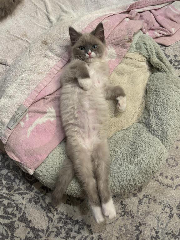 Mitted Blue Point Mink Boy photo 11
