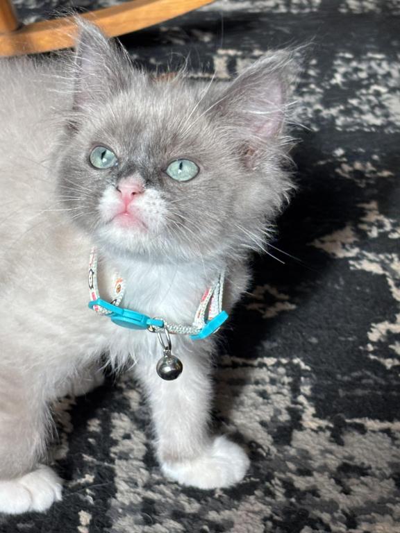 Mitted Blue Point Mink Boy photo 14