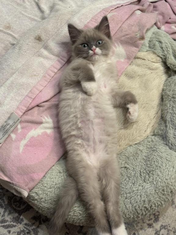 Mitted Blue Point Mink Boy photo 13
