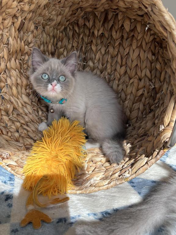 Mitted Blue Point Mink Boy photo 3