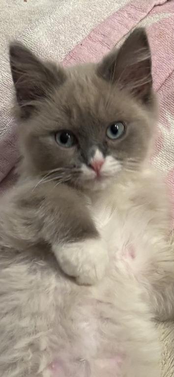 Mitted Blue Point Mink Boy photo 10