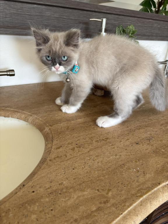 Mitted Blue Point Mink Boy photo 17