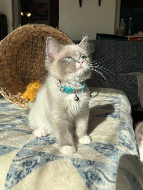Mitted Blue Point Mink Boy photo 7