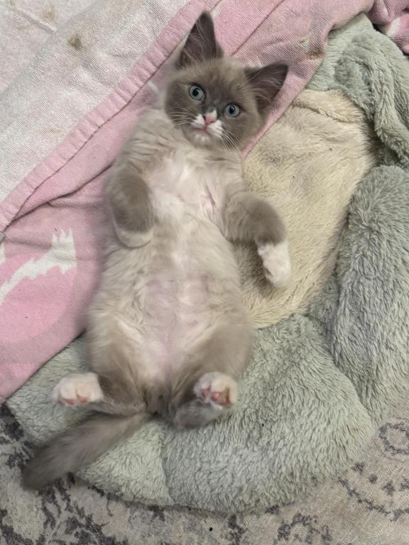 Mitted Blue Point Mink Boy photo 12