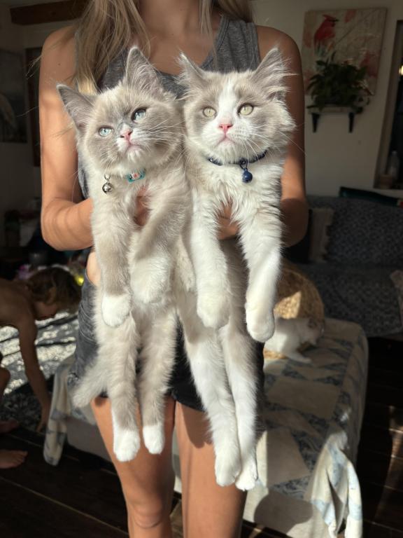 Mitted Blue Point Mink Boy photo 8