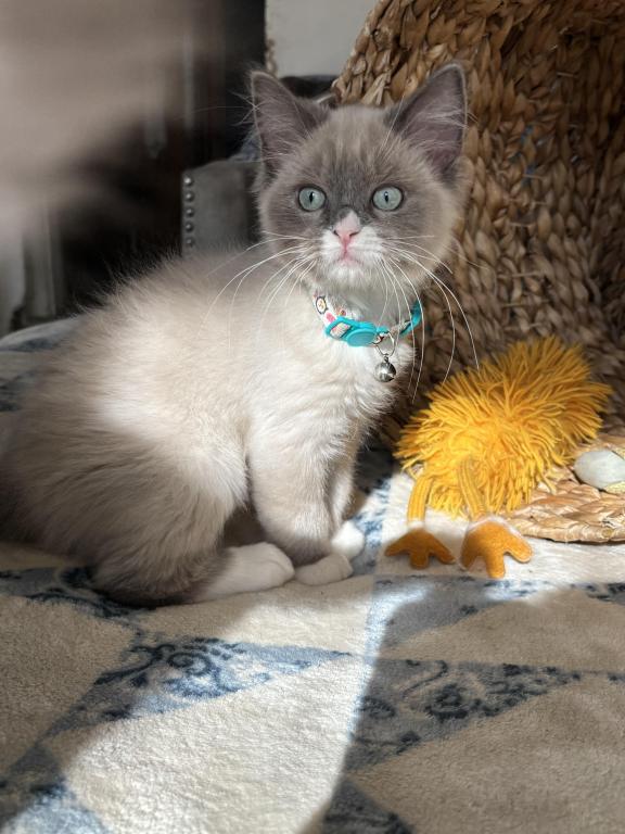 Mitted Blue Point Mink Boy photo 4