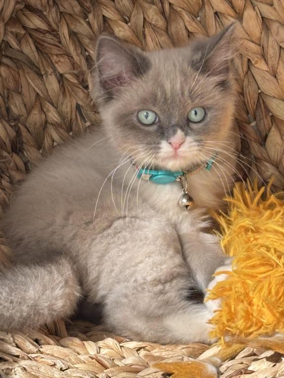 Mitted Blue Point Mink Boy photo 1