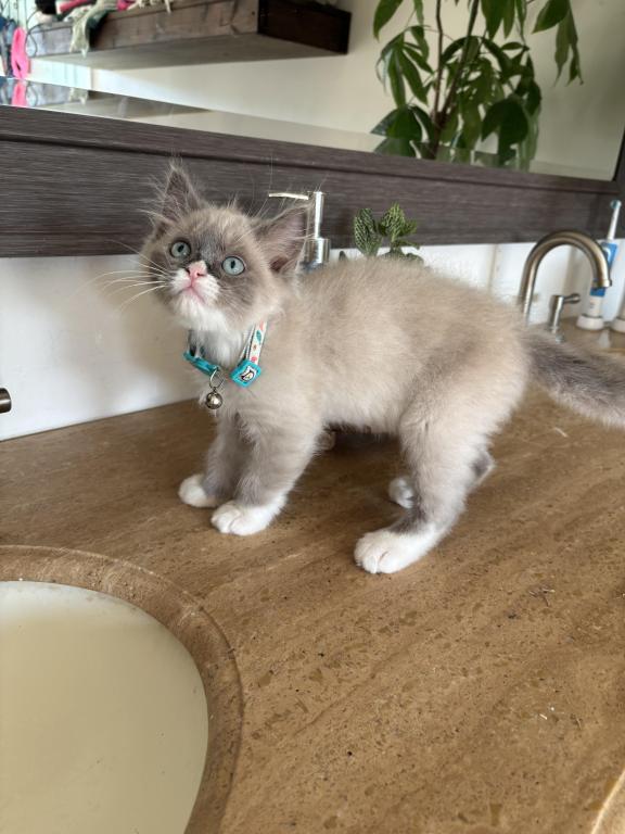 Mitted Blue Point Mink Boy photo 19