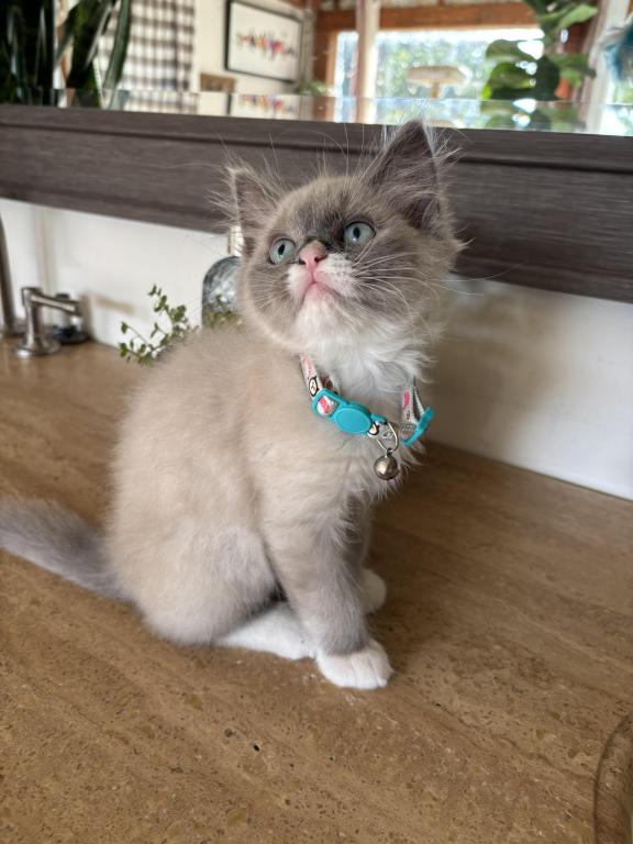 Mitted Blue Point Mink Boy photo 16