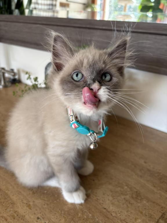 Mitted Blue Point Mink Boy photo 15