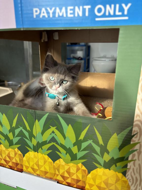 Mitted Blue Point Mink Boy photo 26