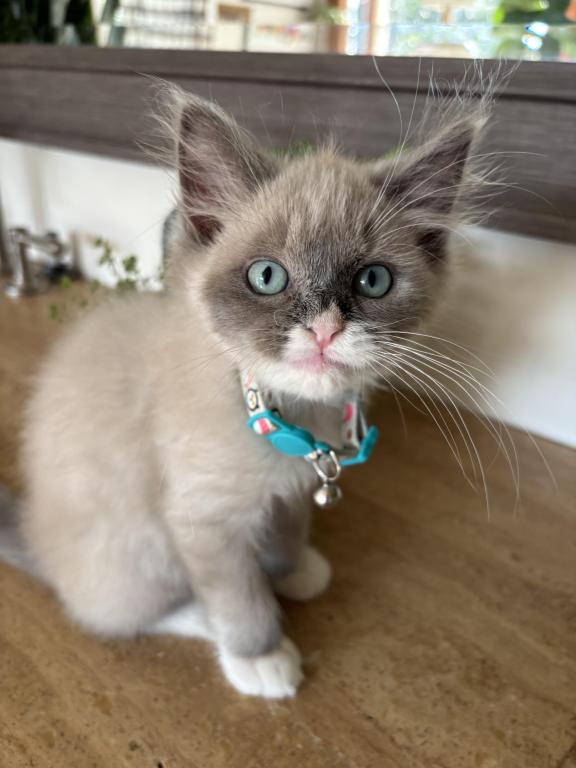 Mitted Blue Point Mink Boy photo 20