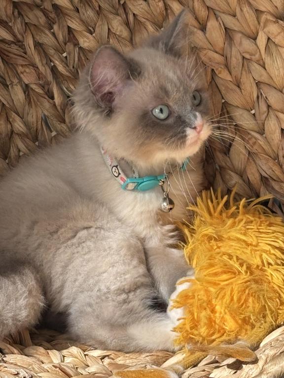 Mitted Blue Point Mink Boy photo 6
