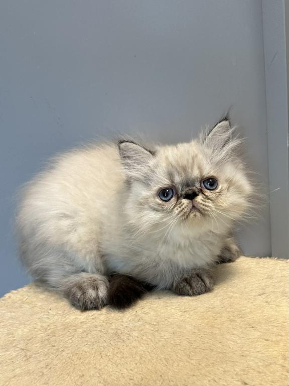 Persian Himalayan Male photo 1