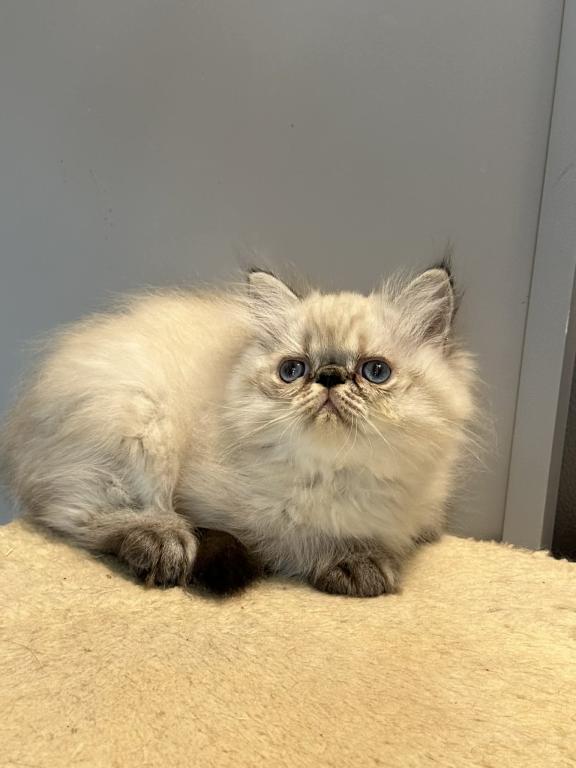 Persian Himalayan Male photo 4