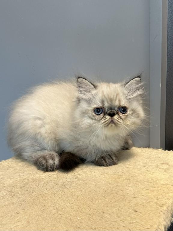 Persian Himalayan Male photo 8