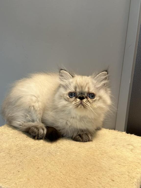 Persian Himalayan Male photo 5