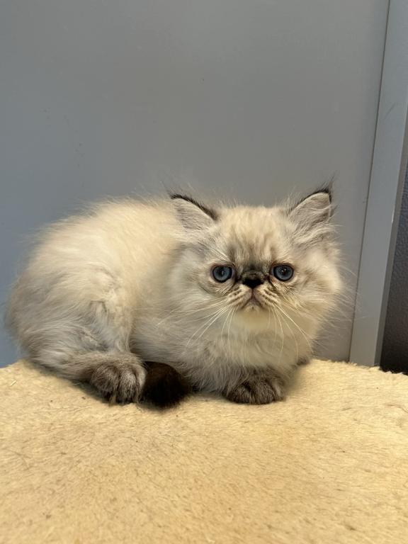 Persian Himalayan Male photo 6
