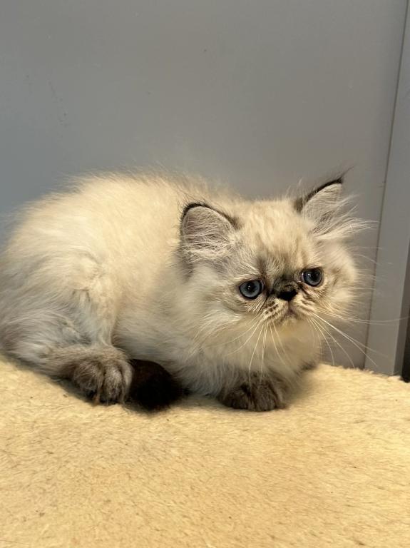 Persian Himalayan Male photo 3