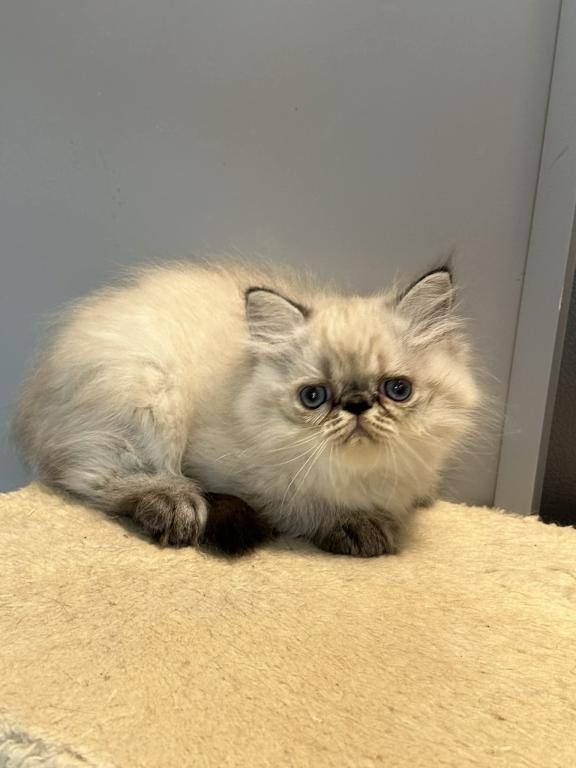 Persian Himalayan Male photo 7
