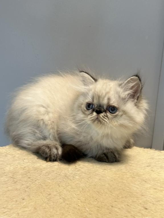 Persian Himalayan Male photo 2