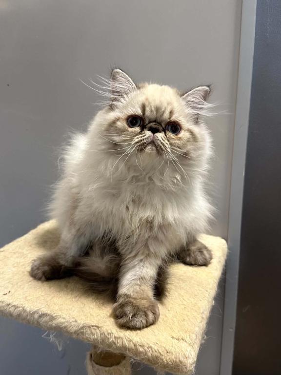 Persian Himalayan Male