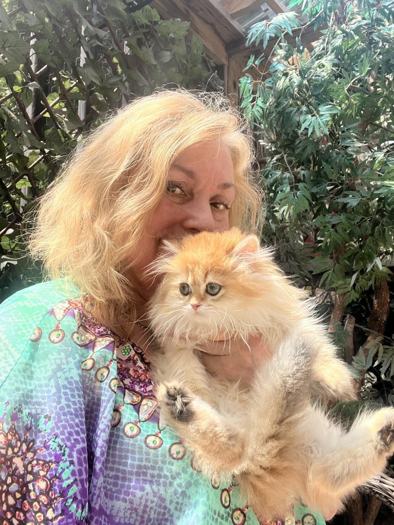 Chanel Golden British Longhair Girl photo 3