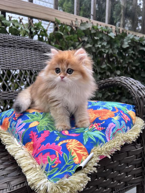 Chanel Golden British Longhair Girl photo 2