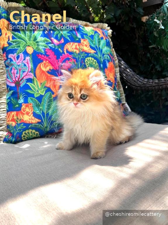 Chanel Golden British Longhair Girl photo 1