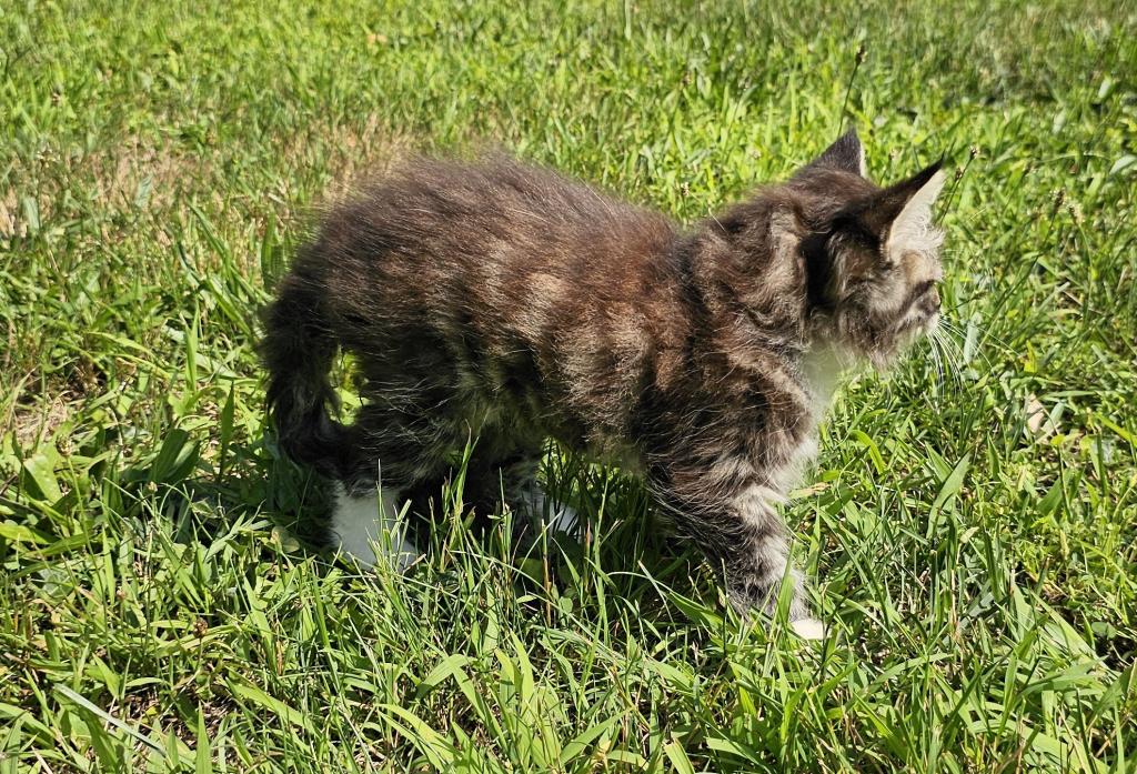 Siberian Kitten Siberian Hunter photo 4