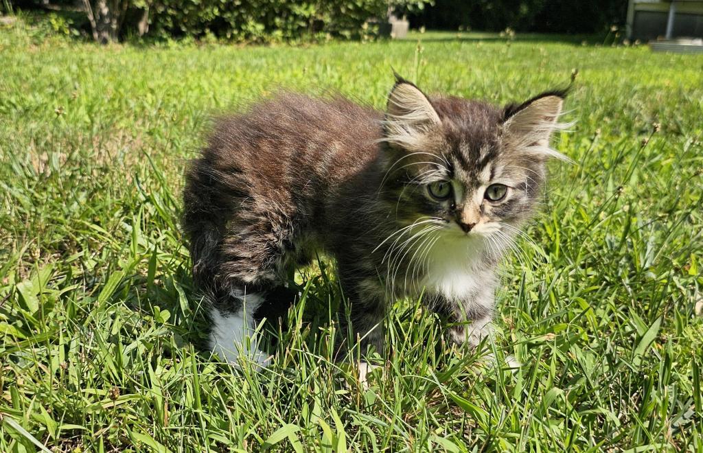 Siberian Kitten Siberian Hunter